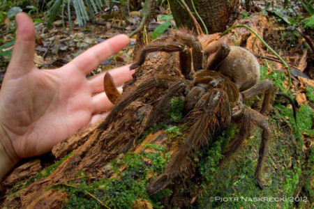 Goliath Birdeater (The largest spider in the world)