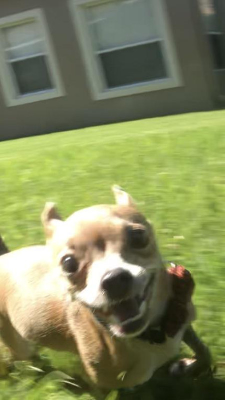 High octane Zoomie face