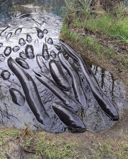 Eels coming from the depths of a muddly pond