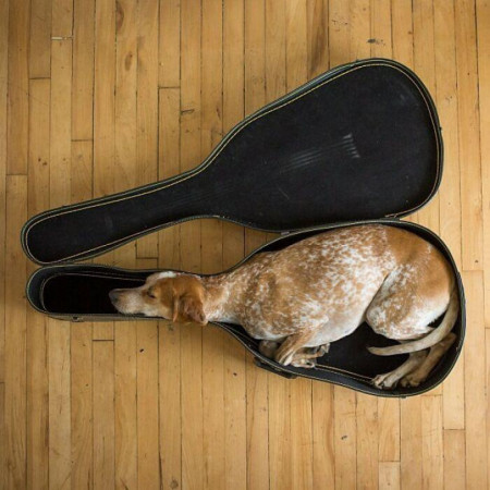 How this dog fits perfectly into this instrument case 🐶