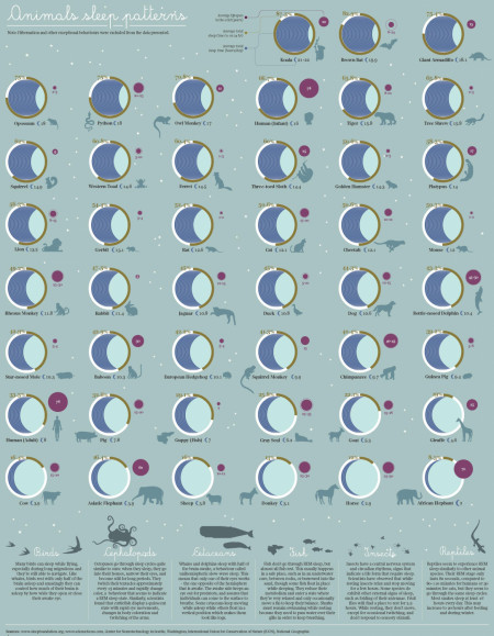 Sleep Patterns of 40 Different Animals