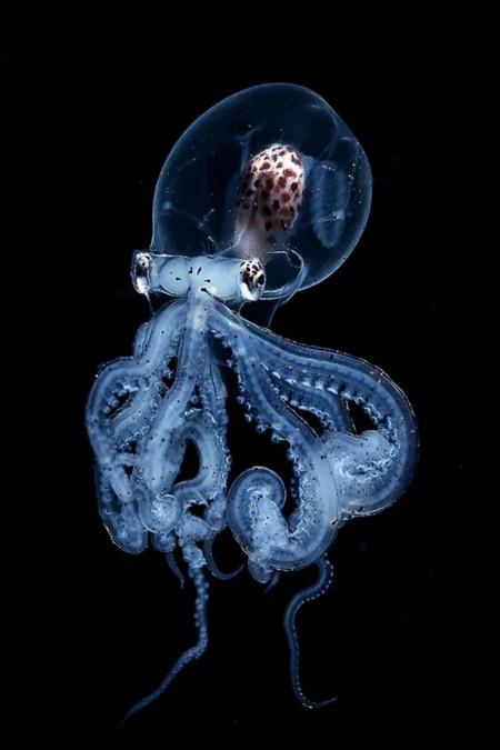 Octopus with transparent head