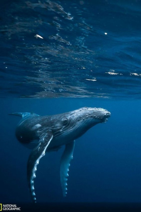 Humpback Whale Ascent