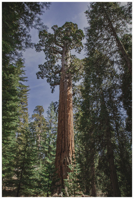 Redwood in Sequoia NP taken earlier this yr