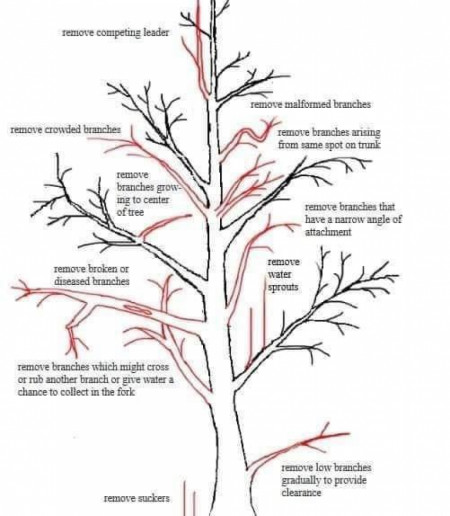 Cool guide for pruning