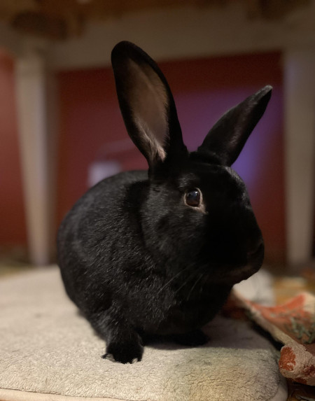 Mr. Bun is wondering why breakfast is over just because he ate it