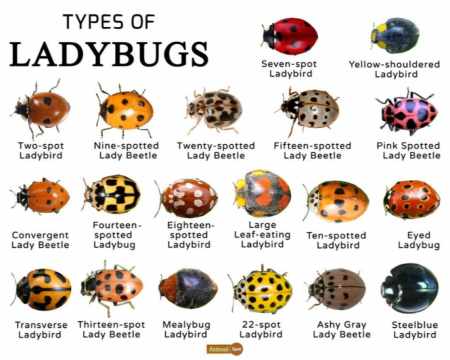 Ladybugs