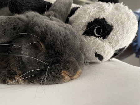 Dog falling asleep next to panda