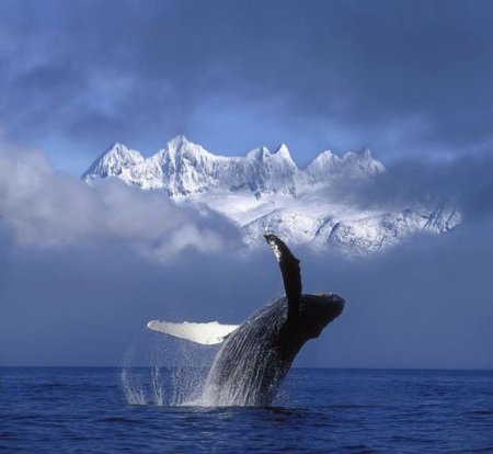 Humpback Whale Breaches In Clearing Fog Art Print by John Hyde