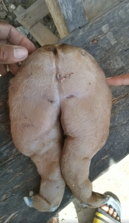 Deformed goat from Philippines. Only a pair of legs came out