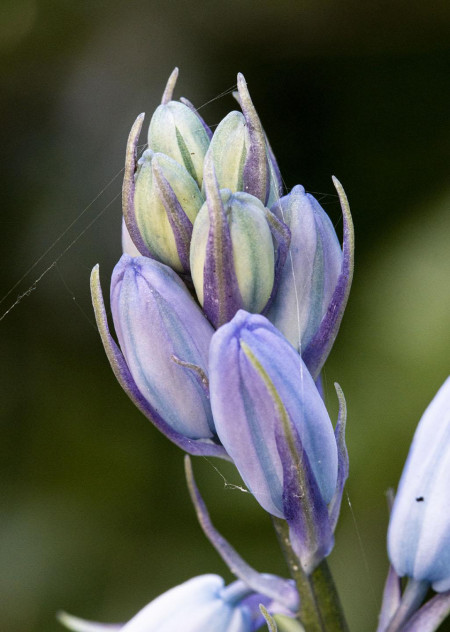 Before blooming. Cross-hyacinth, Hyacinthoides x massartiana