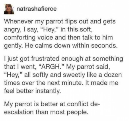 Wholesome Parrot