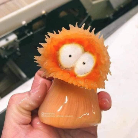 An interesting looking Sea Anemone caught by Russian Fisherman Roman Fedortsov