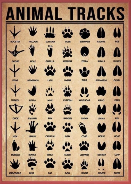 Different types of animal tracks