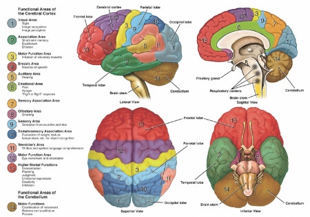 When you learn about the brain it&#039;s the brain studying it&#039;s self