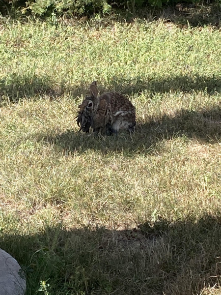 Saw this rabbit biking today, it didn’t move at all