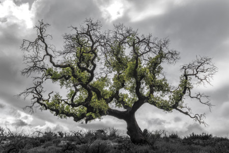 Oak Tree After a Fire, California