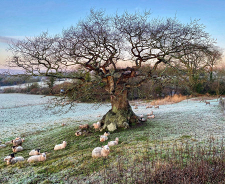 Gorgeous grandfather oak on a frosty morning in Somerset, UK