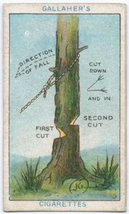 How to Cut Down a Tree From a Gallagher&#039;s Cigarettes How to Do It Card