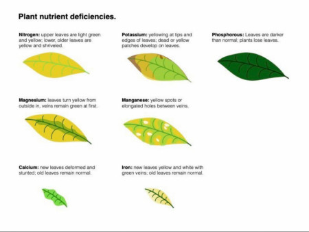 Plant nutrient deficiencies