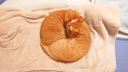 Cats curled up in the shape of a perfect circle