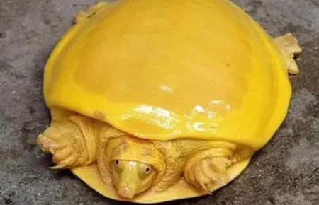 The Cheese Turtle, Hardest Cheese To Ever Exist