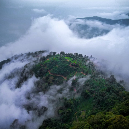 Tea gardens atop a mountain surrounded by clouds makes it look magical!