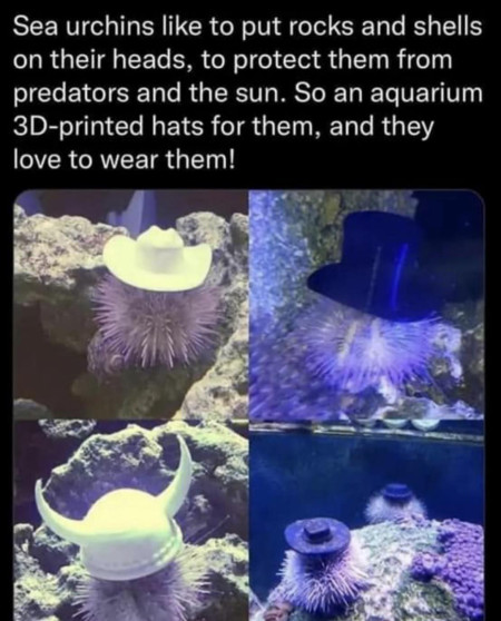 Wholesome see urchins