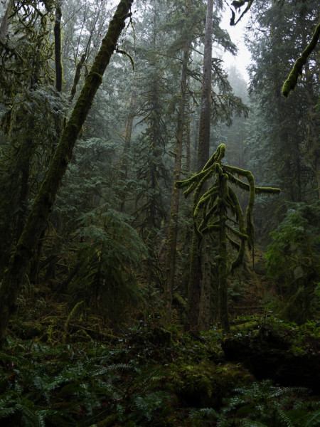 Fog in the rainforest of Cypress Provincial Park, BC, Canada