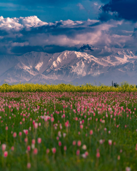 Stunning layers, Pampore, Kashmir