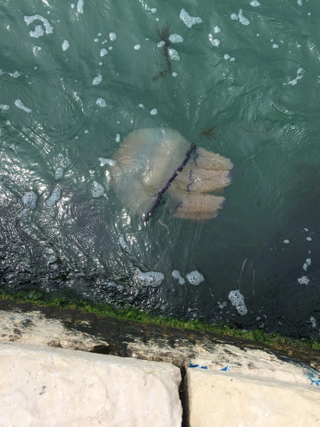 Spotted this huge jellyfish at a promenade in Venice