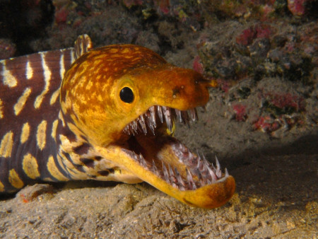 Tiger moray with glass looking teeth