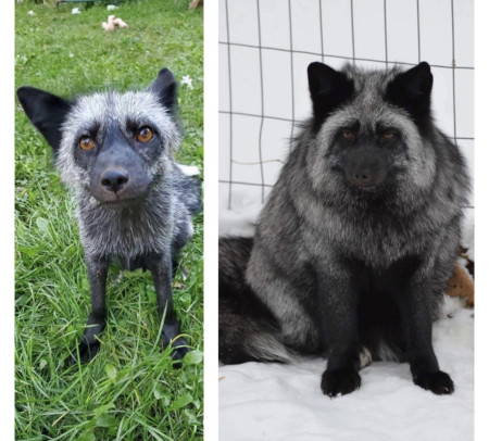 Emmie from the Saveafox Corporation 3 months ago (left) and now (right) with her fluffy winter coat!