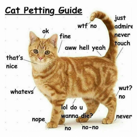 cat guide