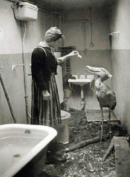 Civilians taking care of zoo animals in their own homes during WWII