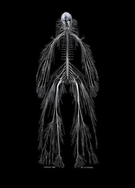 A fully dissected nervous system