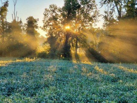 Not sure of this counts but I enjoyed how the sun shined through the trees this morning