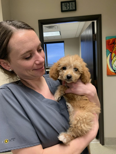Meet Birdie! She’s 10 week old Cava-hava-poo! She has Dr. Skinner wrapped around her paw!