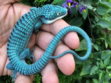 The blue color shading on this Mexican Alligator Lizard looks unnatural