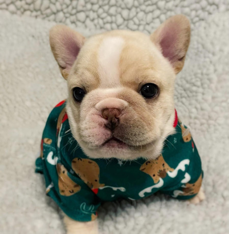 Butterscotch Pudding Got New Pajamas for Christmas