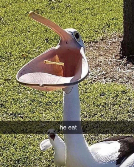 Pelican, He Who Consumes