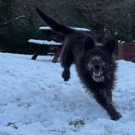 Bailey’s first snow!