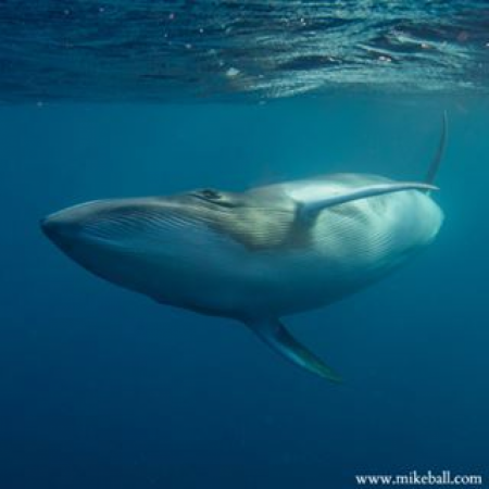 The Great Barrier Reef is the only place where the annual arrival of dwarf minke whales can be predicted