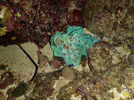 A Caribbean Reef Octopus I spotted on a night dive in Roatan