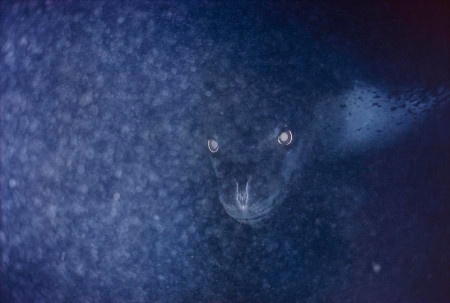 Picture of a Leopard Seal taken in the dark depths. Its only natural predator is the Killer Whale