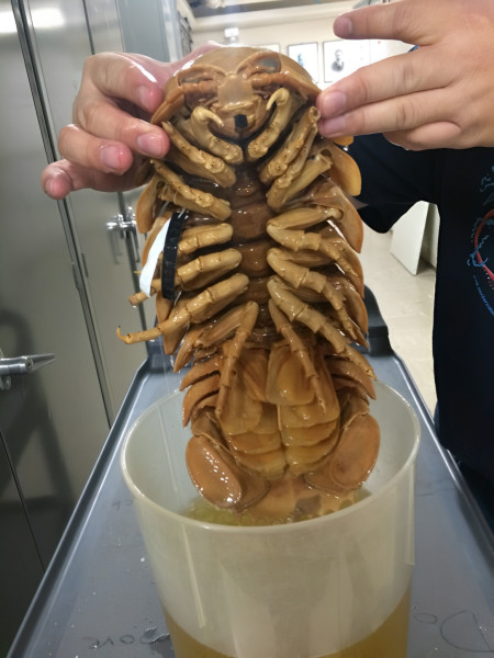 The Giant Isopod, found in the deep seas and is an example of deep-sea gigantism