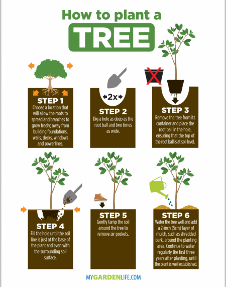 How to plant a tree guide