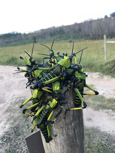 Leprous Milkweed Locusts, Phymateus leprosus