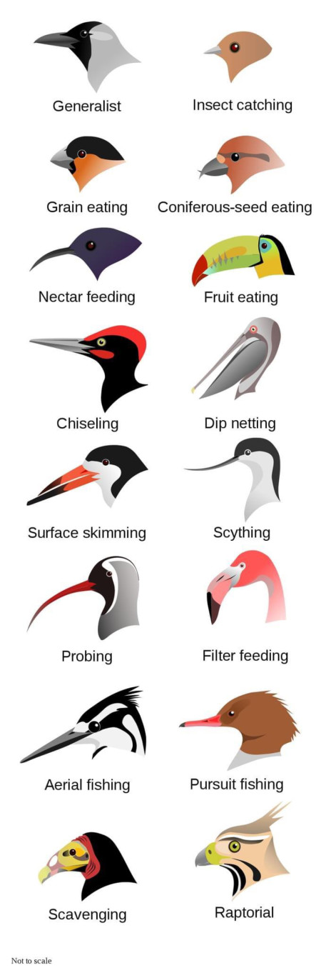 Types of bird beaks and uses