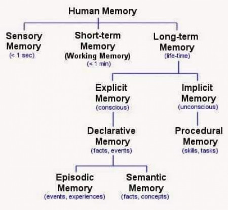 The longevity of human memory